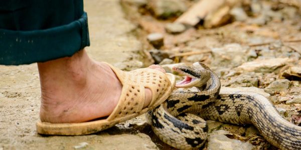 OMS lanza estrategia para mitigar casos por mordeduras de serpiente