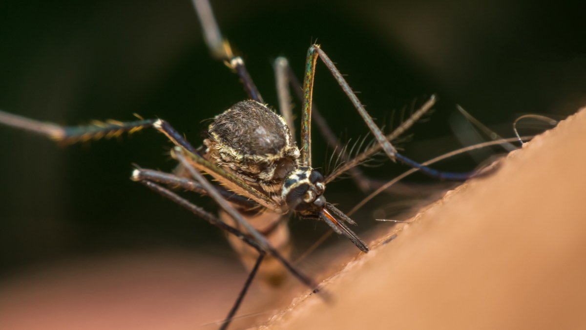Zika: Nuevo examén de sangre creado en Brasil permite detectar virus