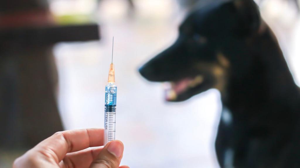 México primer país del mundo en eliminar la rabia humana transmitida por perros