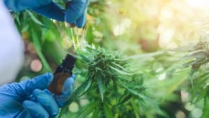 Primer producto legal de cannabis medicinal en Colombia ya está disponible para prescripción médica
