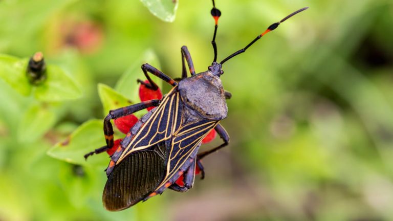 Avances de Colombia en la prevención del chagas