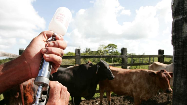 Gobierno optimiza protocolos para vacunación de la fiebre aftosa