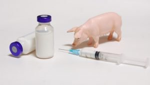 Investigadores descubren nueva cepa de gripe porcina