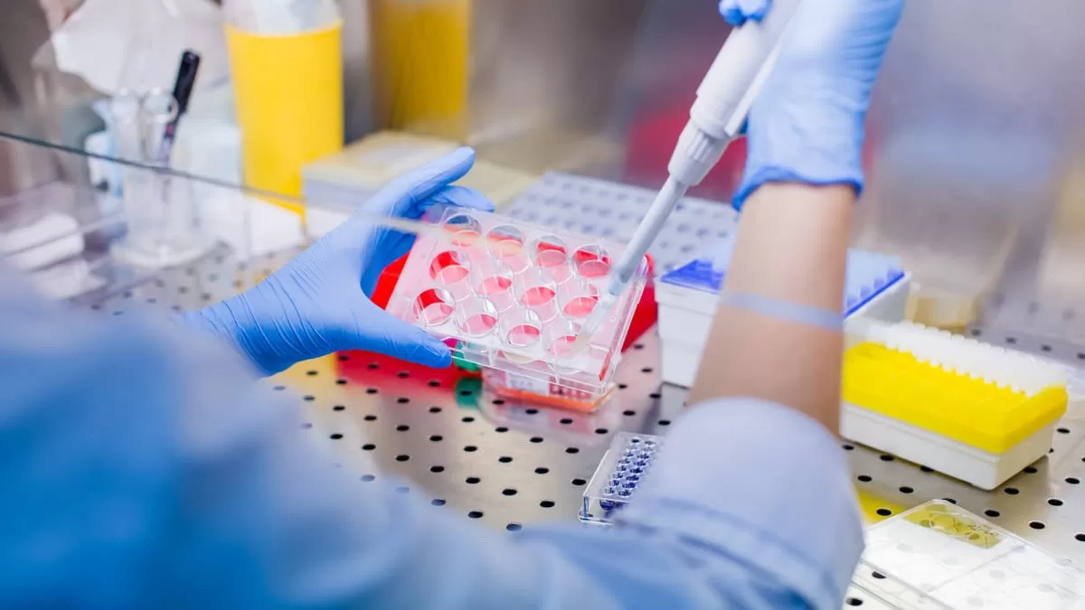 Células mesenquimales