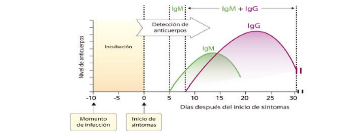 Representación de la cinética de producción de anticuerpos IgM e IgG contra SARS CoV 2