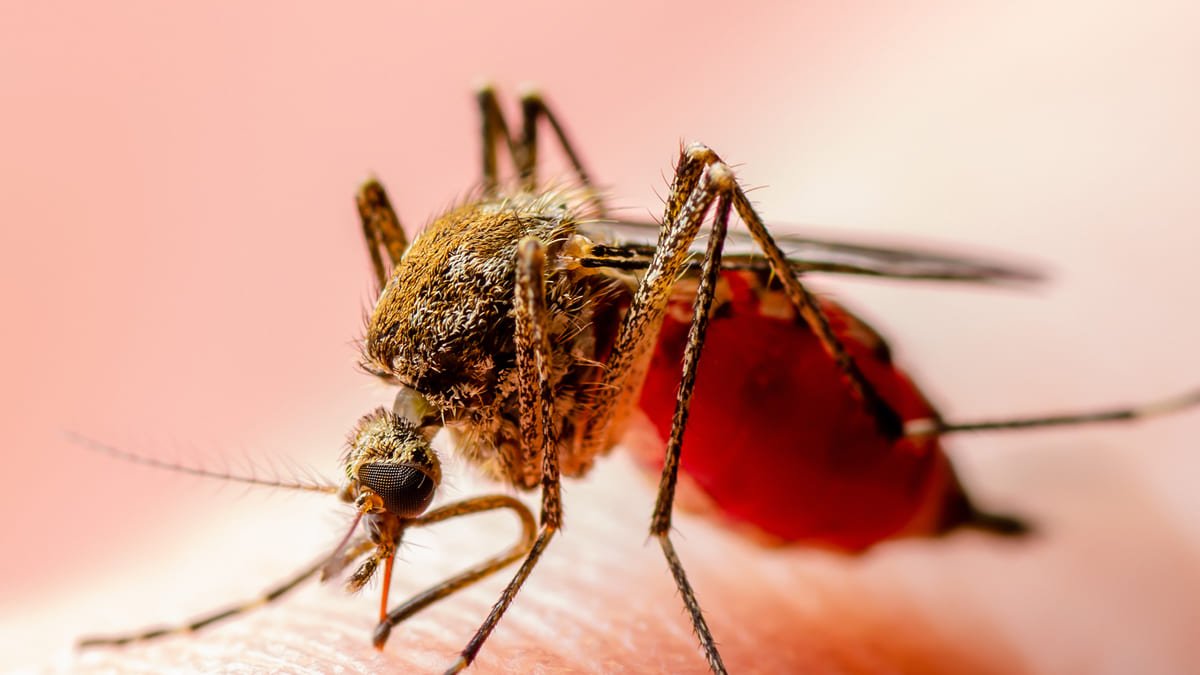 Colombia declara cierre de fase epidémica del Zika