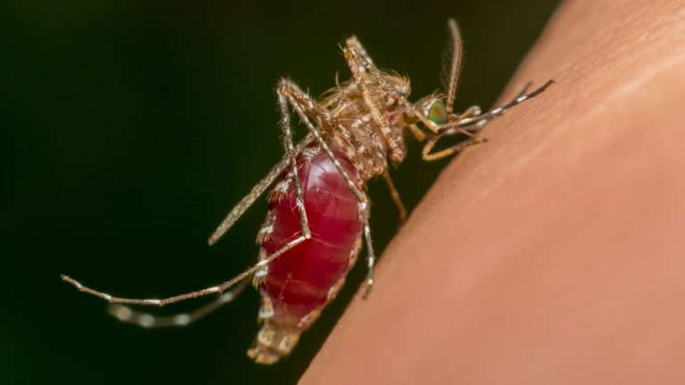 Chikunguña se redujo en un 75% en Río de Janeiro