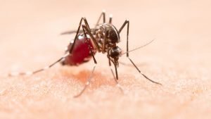 se evitaron 7.6 billones muertes malaria OMS