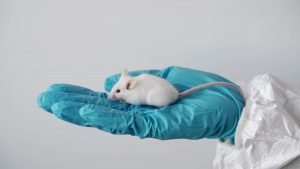 Científicos logran revertir el glaucoma en ratones