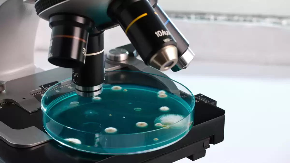 Proteína sería clave en el desarrollo de la vaginosis bacteriana