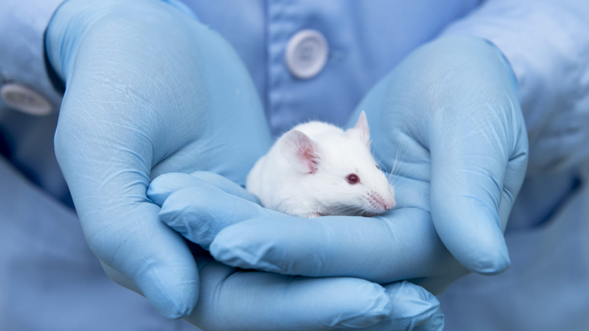 Proteína del sistema inmune incentivó la pérdida de peso en ratones