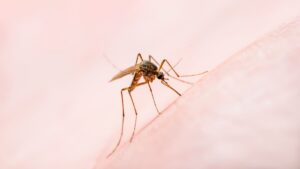 reportan aumento casos de dengue 58 municipios