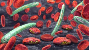 Células T no convencionales promoverían la inmunidad contra la malaria