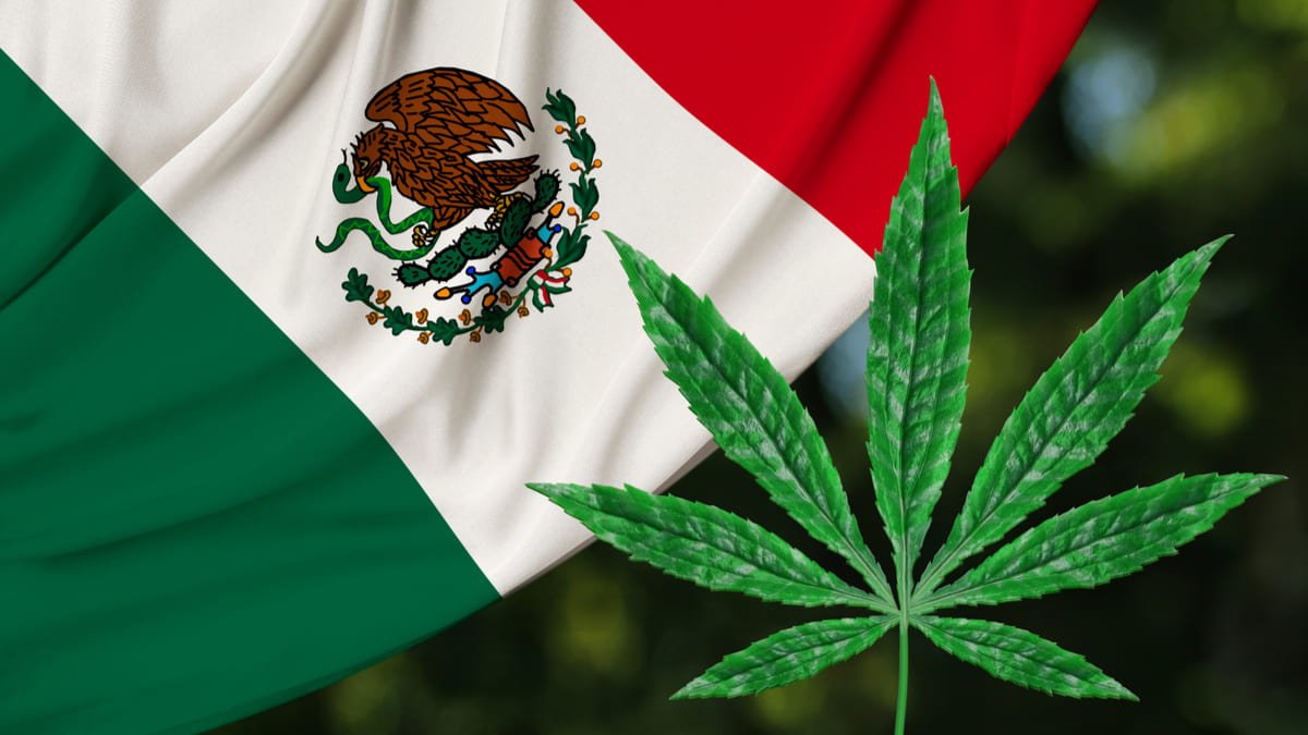 México en una encrucijada por el uso medicinal y lúdico del cannabis