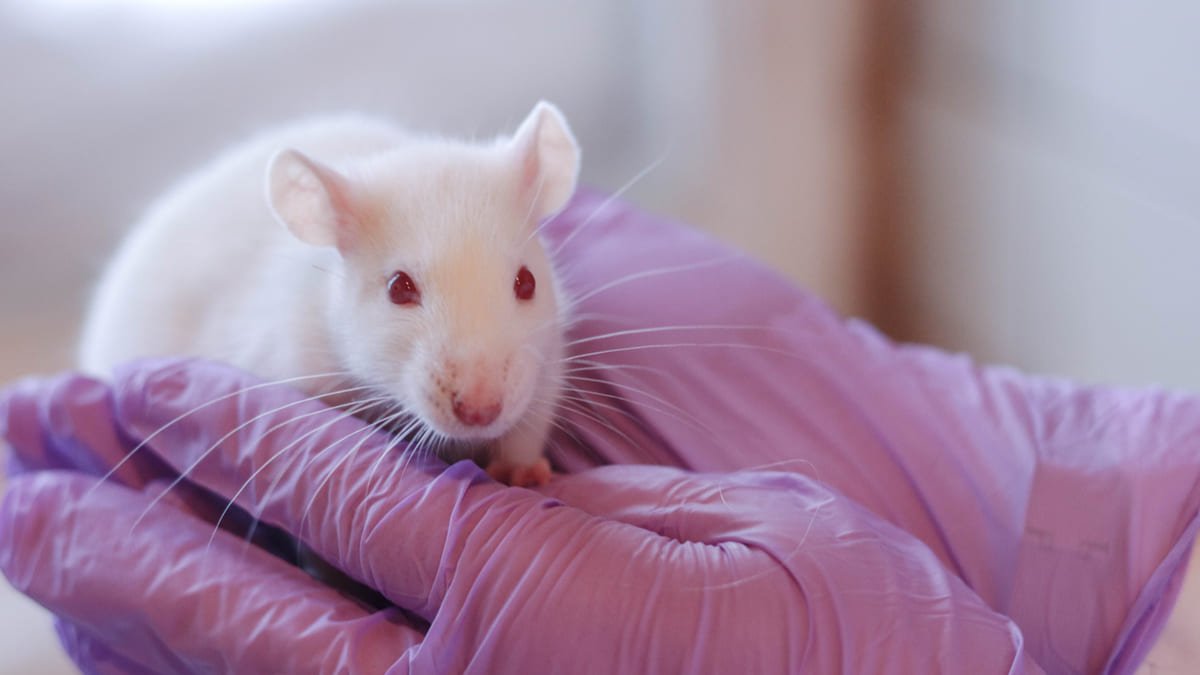 Fármaco parece mejorar la capacidad cognitiva en ratones con síndrome de Down
