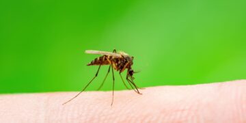 Perú emite alerta epidemiológica por incremento de casos de malaria