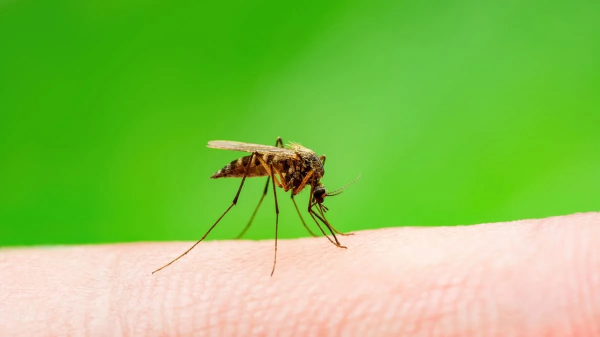 Perú emite alerta epidemiológica por incremento de casos de malaria