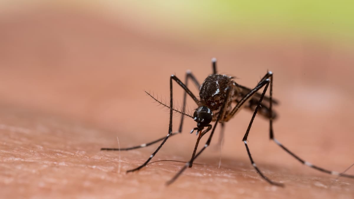 Procuraduría alerta por aumentos de casos de dengue en el país