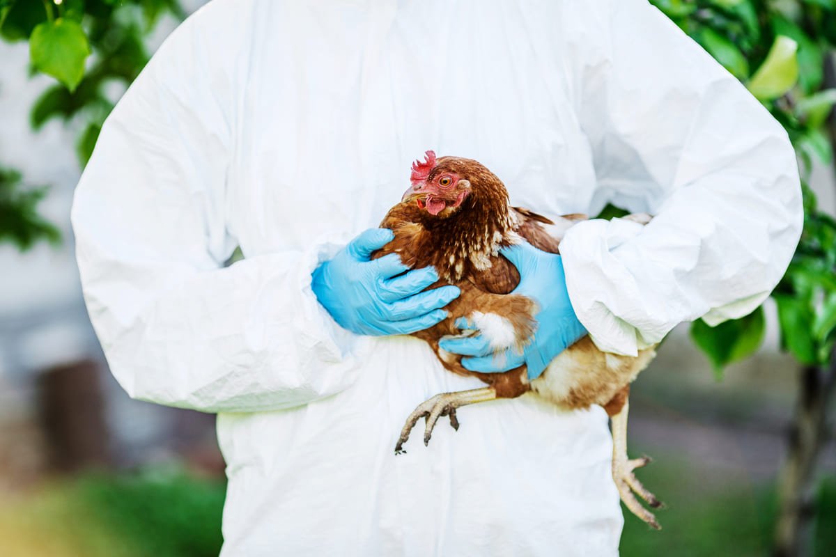 Detectan nuevo brote de gripe aviar en países de la región