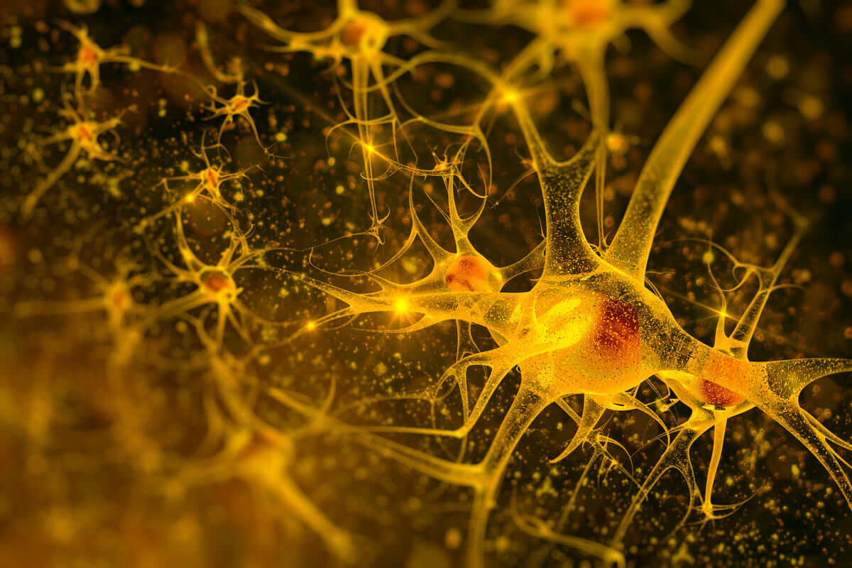 Nueva técnica capta imágenes de la actividad del cerebro en zonas profundas