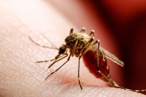 ¡Atención! Minsalud emite alerta sanitaria por dengue en Colombia
