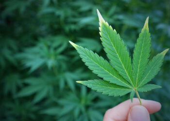 Cannabis de uso adulto en Colombia - Senado aprueba proyecto de acto legislativo