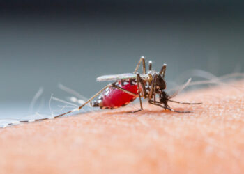 Dengue y Malaria en Colombia: Aumento alarmante de casos y medidas de prevención