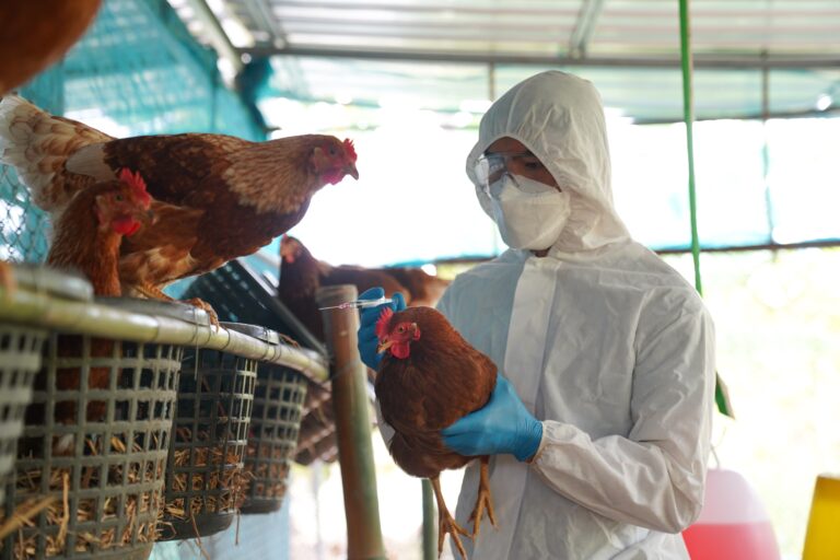 15 países de América Latina y el Caribe reportaron brotes de influenza aviar de alta patogenicidad