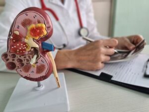 El riñón bioartificial implantable: una esperanza para los pacientes con insuficiencia renal