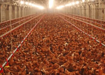 Aves de corral, cambios en el volumen de sacrificio y requisitos de enfriamiento y empaque