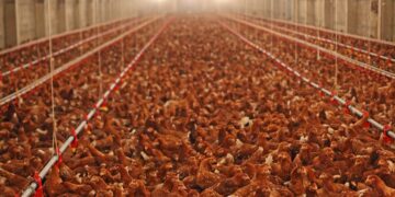 Aves de corral, cambios en el volumen de sacrificio y requisitos de enfriamiento y empaque