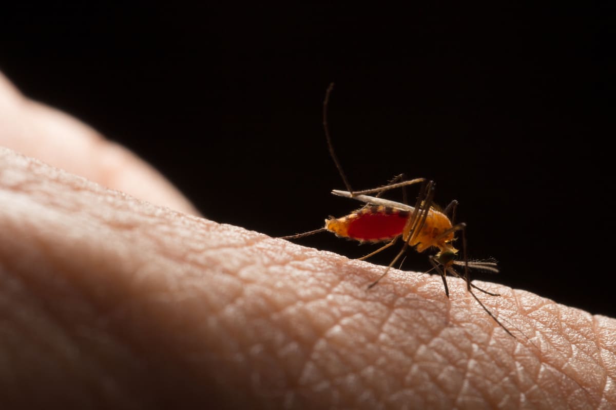 OMS publica informe final sobre Enfermedad de Chagas y la situación en Las Américas