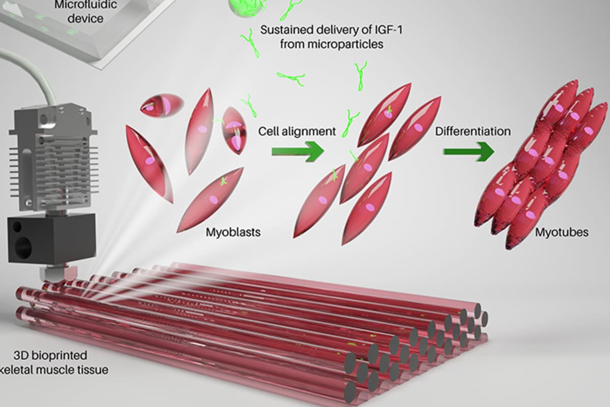 Diseñan nuevo método para la bioimpresión de músculos ¿será un nuevo tratamiento