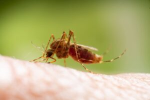Vacuna R21Matrix-M para prevenir el paludismo