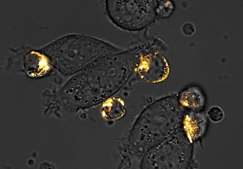 engineered bacteria pa 1