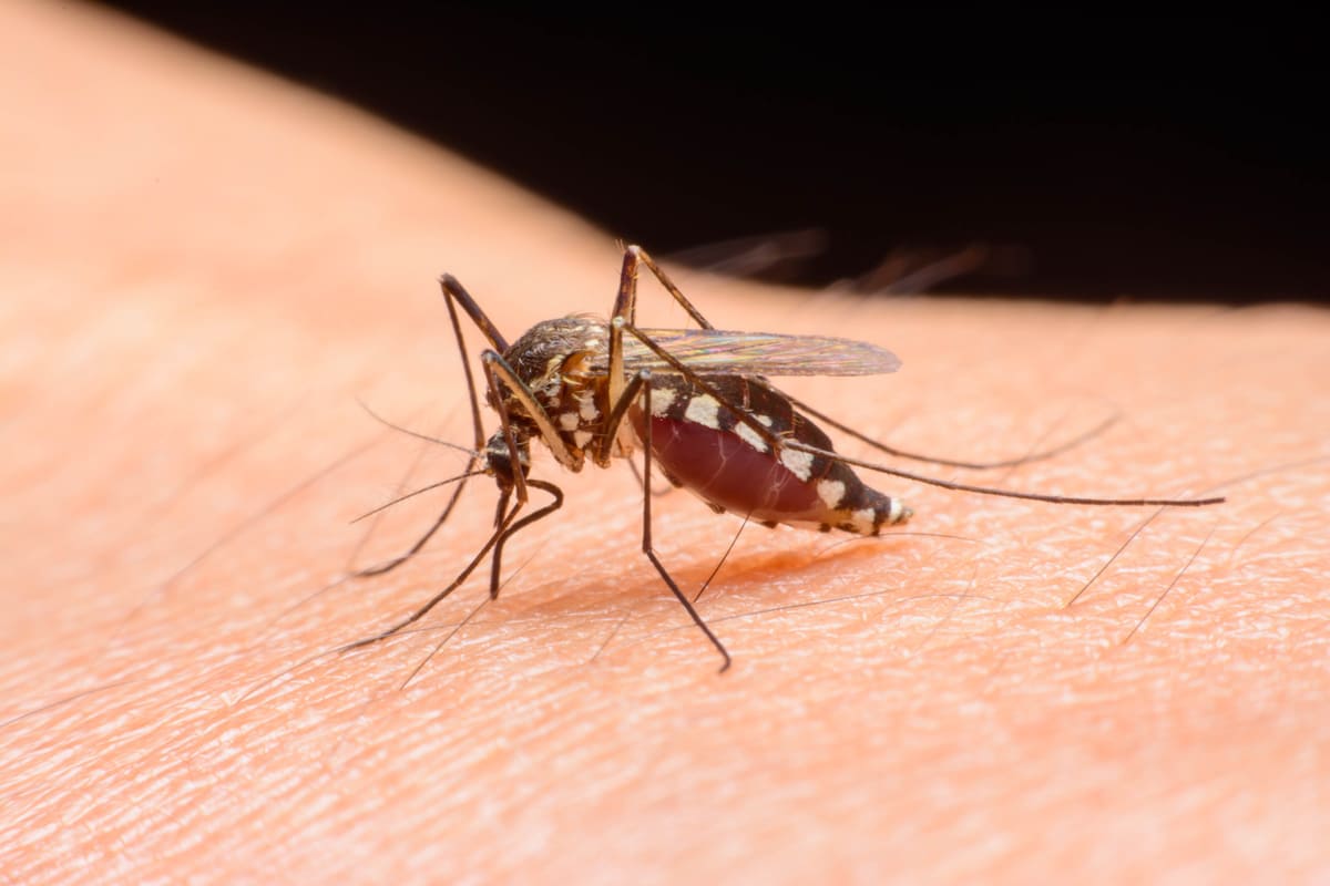 En 20 regiones de Perú se declarará la emergencia sanitaria por dengue
