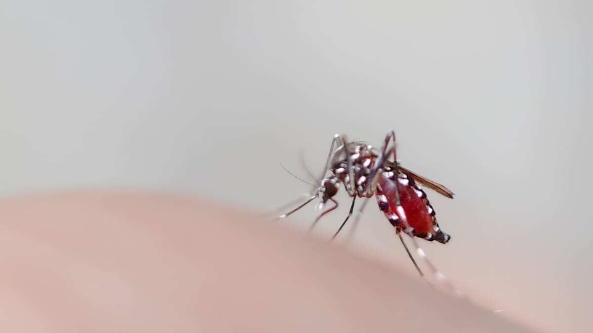 'Valle Unidos contra el Dengue', campaña para erradicar la enfermedad