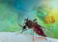 Argentina atraviesa el peor brote de dengue en la historia