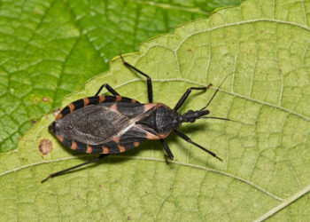 Enfermedad de Chagas causa 12.000 muertes anuales
