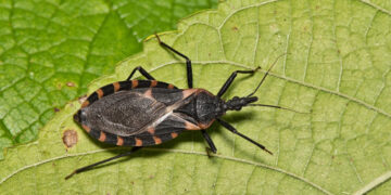 Enfermedad de Chagas causa 12.000 muertes anuales