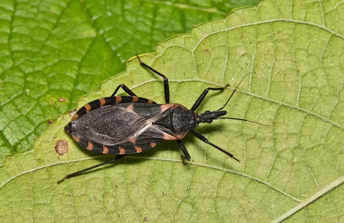 Enfermedad de Chagas causa 12.000 muertes anuales