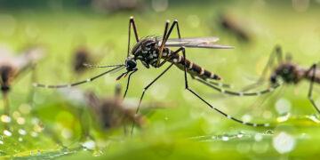 Segunda vacuna contra el dengue es autorizada por la OMS en medio del brote más fuerte que atraviesa las Américas