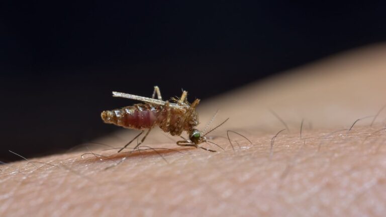 Sigue el aumento de casos de dengue en Antioquia: se han reportan 9.429 casos en lo recorrido del año
