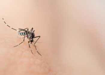 Dengue en Santander: análisis de expertos sobre el alarmante aumento de casos