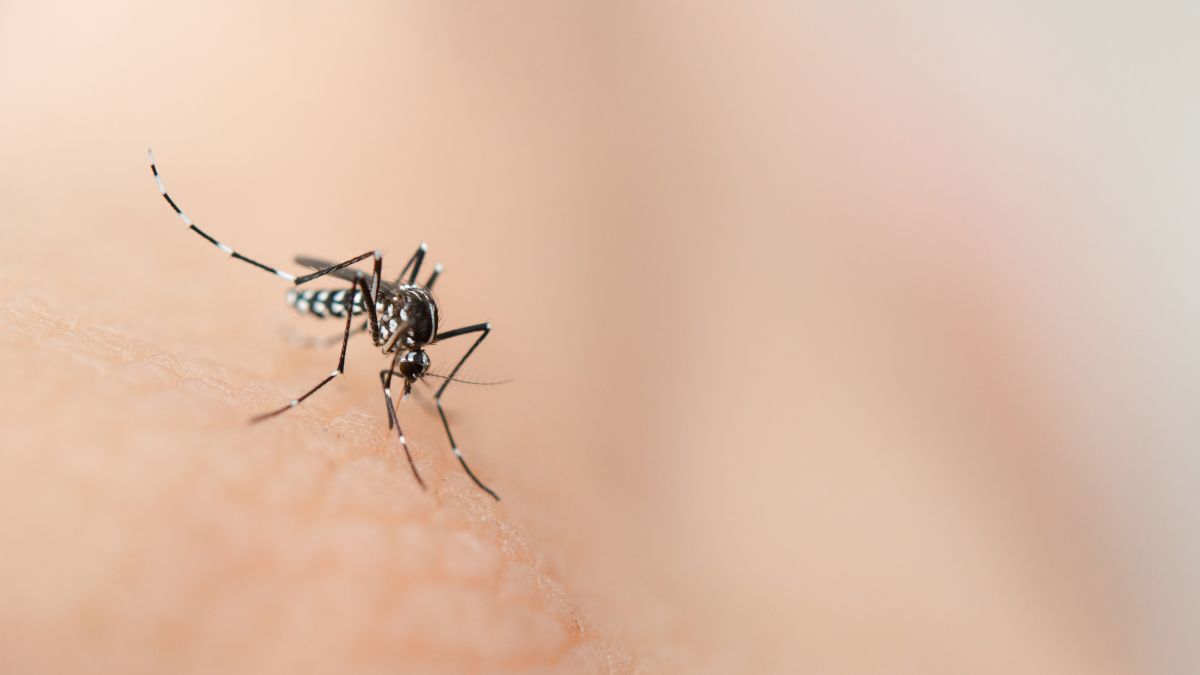 Dengue en Santander: análisis de expertos sobre el alarmante aumento de casos