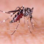 Alerta por aumento del 500% en casos de dengue en México