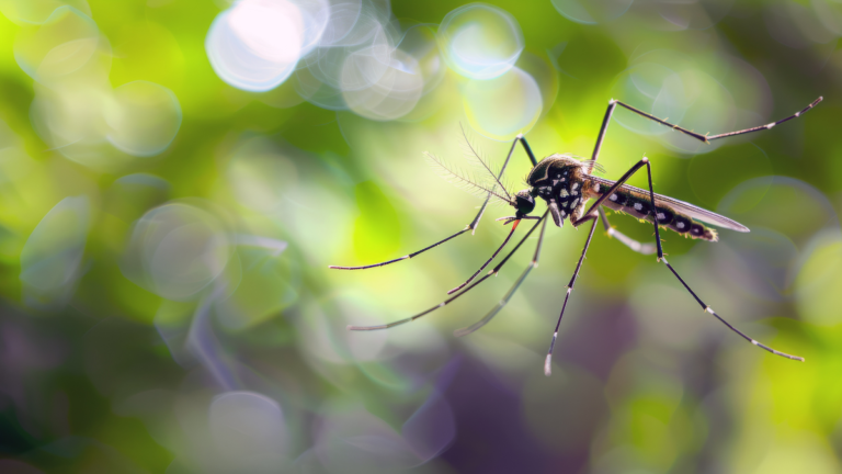 Emergencia en salud pública por brote de dengue tipo II en Boyacá