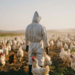 Nuevos casos de gripe aviar en trabajadores avícolas de Colorado, Estados Unidos