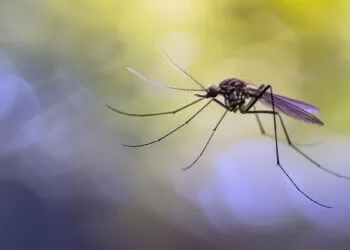 La OPS intensifica su lucha contra el dengue en Centroamérica