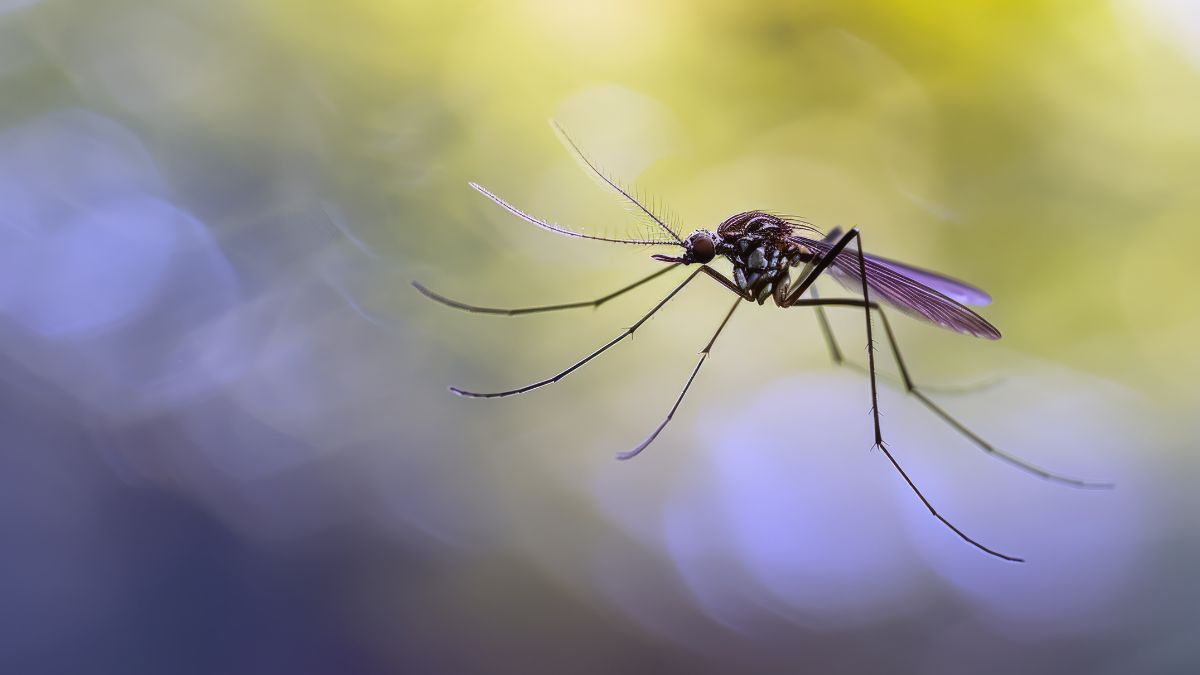 La OPS intensifica su lucha contra el dengue en Centroamérica